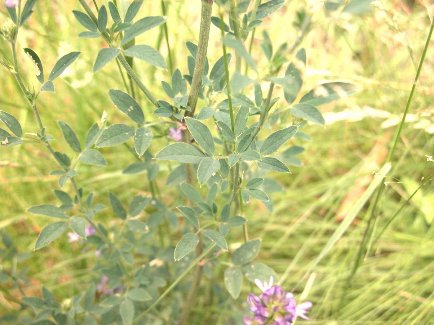 Lucerne, Alfalfa leaf